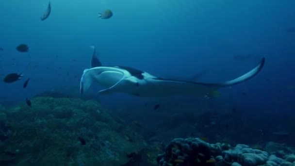 Manta Rochen Manta Alfredi Schwimmt Und Isst Plankton Ozean Mit — Stockvideo