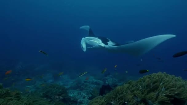 Манта Рей Манта Альфреді Плаває Їсть Планктон Навколо Океані Школою — стокове відео