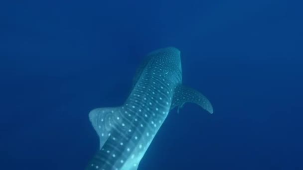 Китовая Акула Rhincodon Typus Плавает Ест Планктон Глубине Океана Острове — стоковое видео
