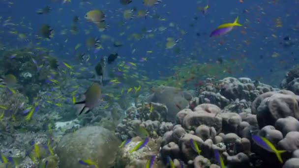印度尼西亚Raja Ampat彩色水下珊瑚礁上的热带鱼类群 — 图库视频影像