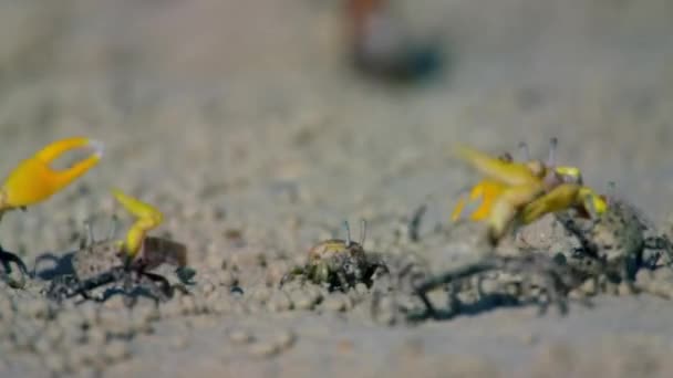 Close Male Fiddler Crabs Waving Large Claw Courtship Display Muddy — Stock Video