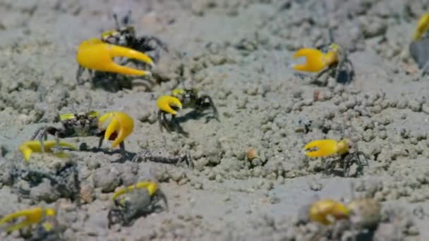 Blisko Męskie Skrzypce Kraby Machające Dużym Pazurem Wystawie Zalotów Błotnistym — Wideo stockowe