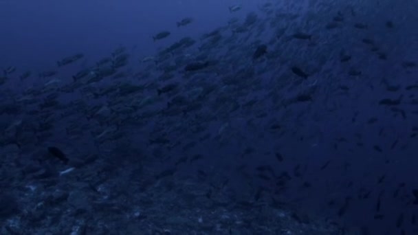 印度尼西亚Raja Ampat地区 在迁徙到产卵地的过程中 有大量的双斑金鱼或博哈尔金鱼 Lutjanus Bohar 聚集在一起交配 — 图库视频影像