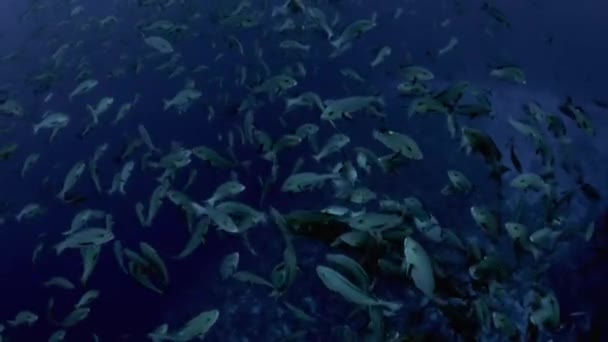 Spawning Agregasi Dari Twin Spot Snapper Atau Bohar Snapper Lutjanus — Stok Video