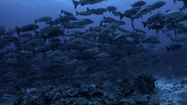 印度尼西亚Raja Ampat地区 在迁徙到产卵地的过程中 有大量的双斑金鱼或博哈尔金鱼 Lutjanus Bohar 聚集在一起交配 — 图库视频影像