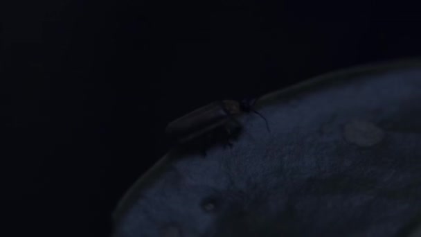 Fireflies Sticking Leaves Glowing Emitting Light Display Flashing Courtship Mating — Stock Video