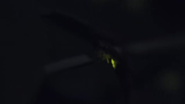 Fireflies Sticking Leaves Glowing Emitting Light Display Flashing Courtship Mating — Stock Video