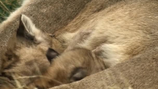 Madre Puma Dando Leche Sus Cachorros Parque Nacional Torres Del — Vídeos de Stock