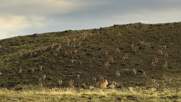 Puma Acechando Una Manada Guanacos Parque Nacional Torres Del Paine — Vídeos de Stock