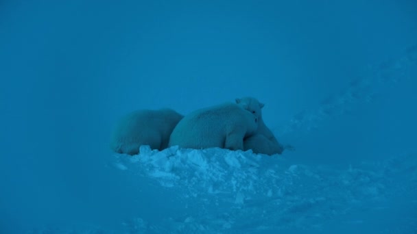 Female Polar Bear Ursus Maritimus Cubs Night Ice Coast Svalbard — Stock Video