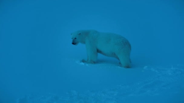 Oso Polar Hembra Ursus Maritimus Con Cachorros Por Noche Sobre — Vídeo de stock