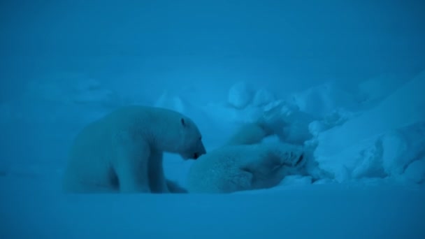 Női jegesmedve (ursus maritimus) kölykökkel éjszaka a sarki svalbard (Spitsbergen) partjainál. Nagy érzékenységű kamera.