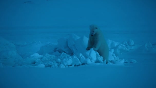 Самка Білого Ведмедя Ursus Maritimus Дитинчатами Вночі Льоду Біля Узбережжя — стокове відео