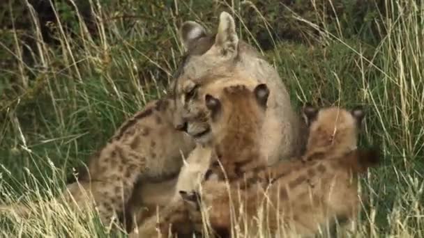 Mother Puma Cubs Wrestling Playing Together Torres Del Paine National — стокове відео