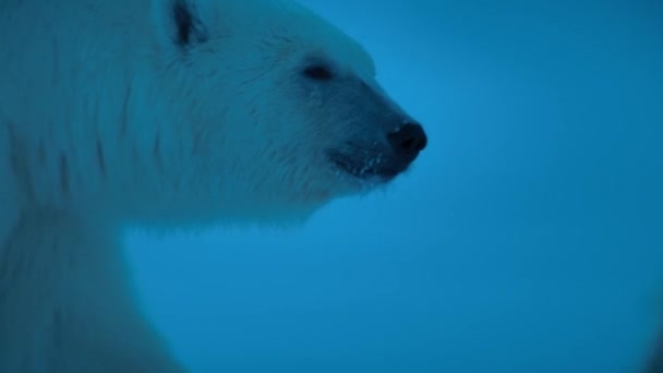 Самка Білого Ведмедя Ursus Maritimus Дитинчатами Вночі Льоду Біля Узбережжя — стокове відео