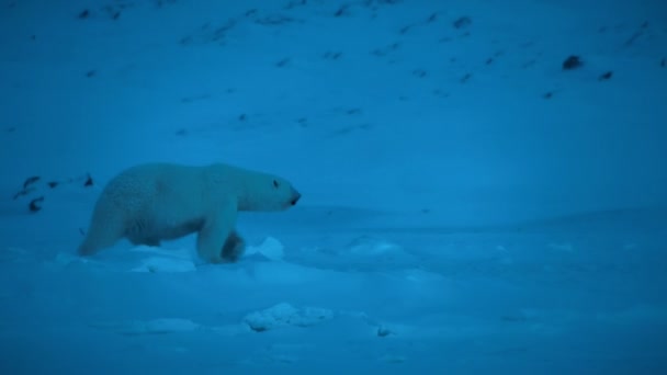 北極のスヴァールバル スピッツベルゲン 海岸の氷の上で夜に赤ちゃんとメスのホッキョクグマ ウチクトウ科 高感度カメラ — ストック動画
