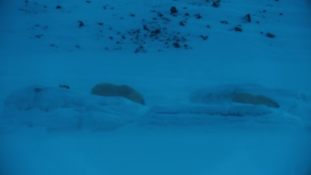 北極のスヴァールバル スピッツベルゲン 海岸の氷の上で夜に赤ちゃんとメスのホッキョクグマ ウチクトウ科 高感度カメラ — ストック動画
