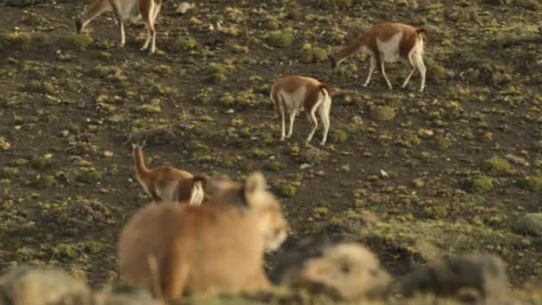 Puma Stalken Naar Een Kudde Guanaco Torres Del Paine National — Stockvideo