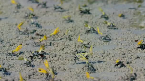 Close Male Fiddler Crabs Waving Large Claw Courtship Display Muddy — Stock Video