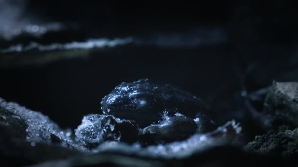 アラスカの森にあるウッド フロッグ 英語版 Lithobates Sylvaticus Rana Sylvatica この生物は長い間血管の凍結を許容することができます 冬の間に冬眠することができます ワシラ — ストック動画