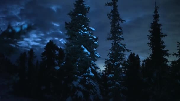 斯瓦尔巴群岛周围的松树林 夜间被雪覆盖 — 图库视频影像
