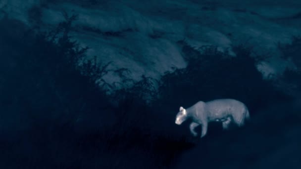 Gros Plan Puma Marchant Nuit Dans Parc National Torres Del — Video