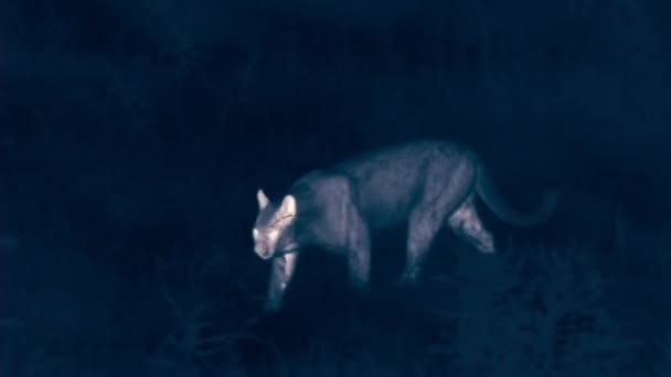 Close Puma Walking Night Torres Del Paine National Park Patagonia — Stock Video