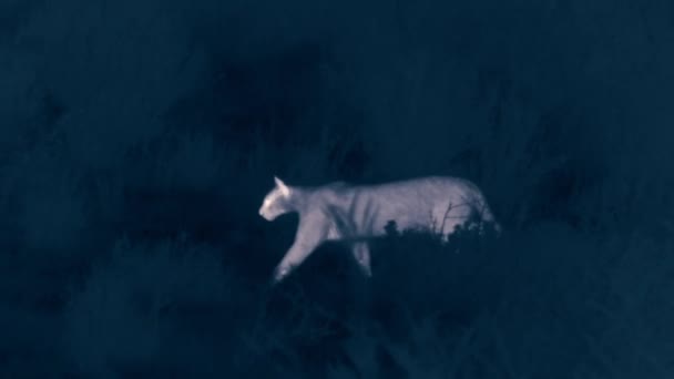 Close Puma Walking Night Torres Del Paine National Park Patagonia — Stock Video