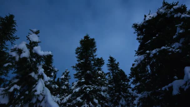 在北极高地斯瓦尔巴岛周围的松树林上空 北极光和云彩在夜间飘扬 积雪覆盖着 — 图库视频影像