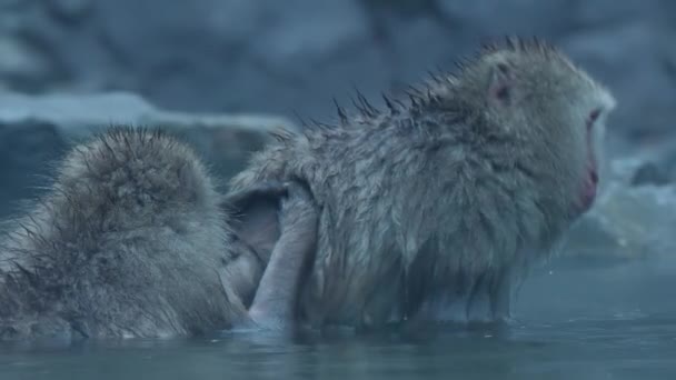 Japanska Snö Makaker Macaca Fuscata Grooming Termisk Pool Vid Jigokudani — Stockvideo