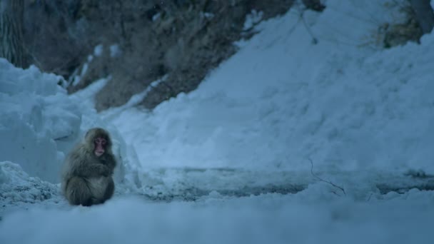Primer Plano Macacos Nieve Japoneses Macaca Fuscata Sentados Junto Piscina — Vídeos de Stock