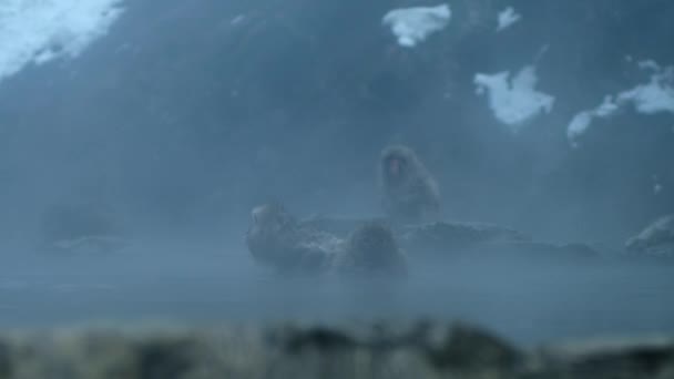 Macaques Des Neiges Japonais Macaca Fuscata Toilettant Dans Une Piscine — Video