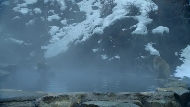 Macachi Della Neve Giapponesi Macaca Fuscata Bagni Relax Nella Piscina — Video Stock