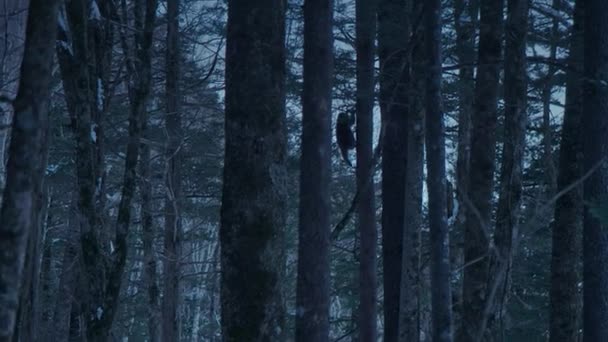 Detailní Záběr Japonských Sněhových Makaků Macaca Fuscata Lezení Strom Zimní — Stock video