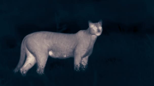 Close Puma Standing Grass Plain Night Torres Del Paine National — Stock Video