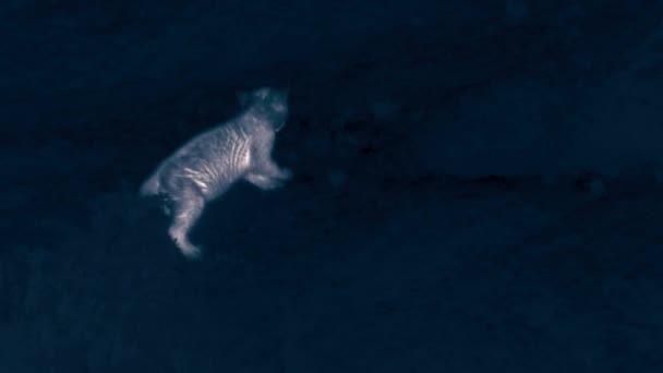 夜に遊ぶプーマの赤ちゃんの閉鎖トーレス ペイン国立公園 パタゴニア チリ南部 熱検出用サーマルカメラ — ストック動画