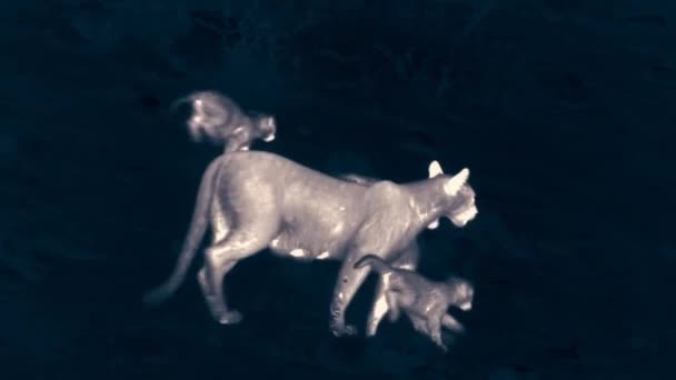 夜には赤ちゃんと一緒にプーマの散歩を閉じるトーレス ペイン国立公園 パタゴニア チリ南部 熱検出用サーマルカメラ — ストック動画