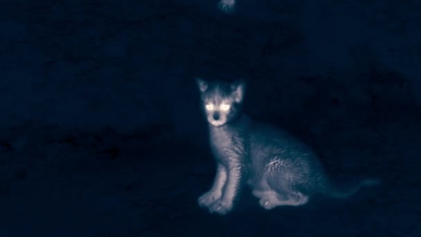 Großaufnahme Von Puma Jungen Die Nachts Torres Del Paine Nationalpark — Stockvideo