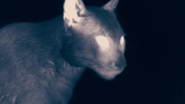 Puma Äter Färsk Guanaco Natten Torres Del Paine National Park — Stockvideo