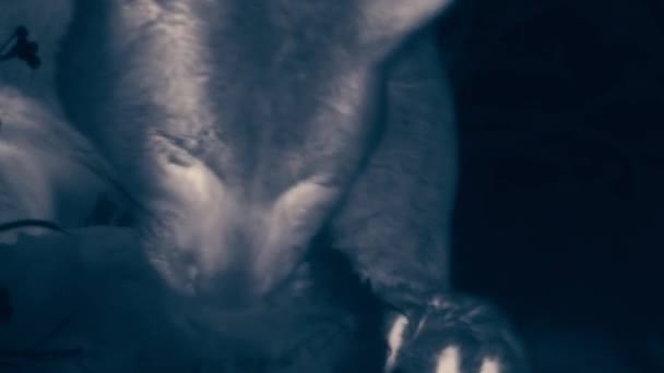 Пума Їсть Свіжу Гуанако Вночі Національному Парку Торрес Дель Пейн — стокове відео