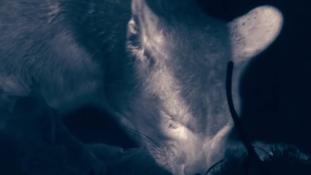 Puma Comiendo Guanaco Fresco Por Noche Parque Nacional Torres Del — Vídeo de stock