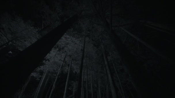 Vista Del Bosque Por Noche Jigokudani Park Nakano Japón Cámara — Vídeos de Stock