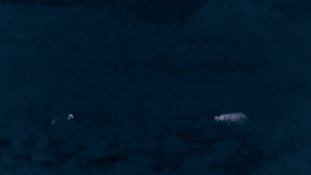 Blisko Pumy Spacerując Nocą Młodymi Parku Narodowym Torres Del Paine — Wideo stockowe
