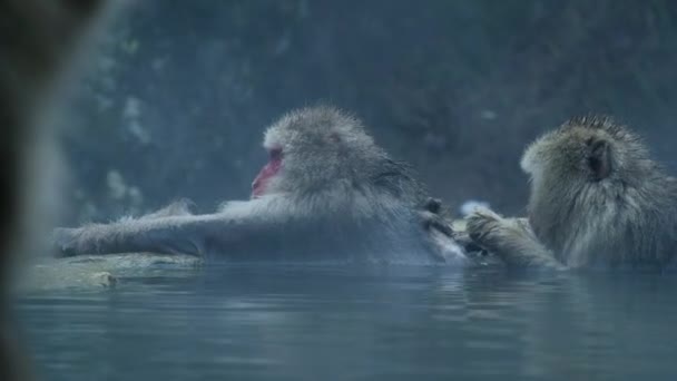 Japon Kar Makakları Macaca Fuscata Jigokudani Park Nakano Japonya Termal — Stok video