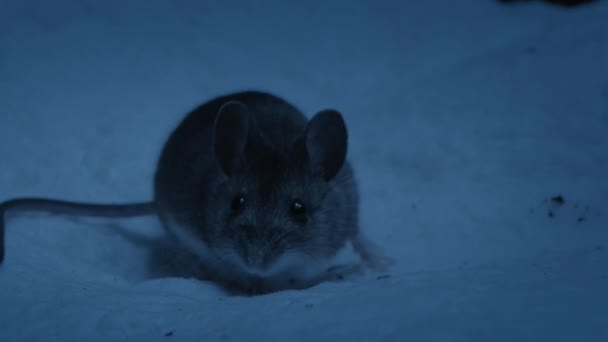 冬の季節の夜に森の床で食べ物を探している木のマウスの終わり チリ南部のアンデス地方のトーレス ペイン国立公園 パタゴニア地方 — ストック動画