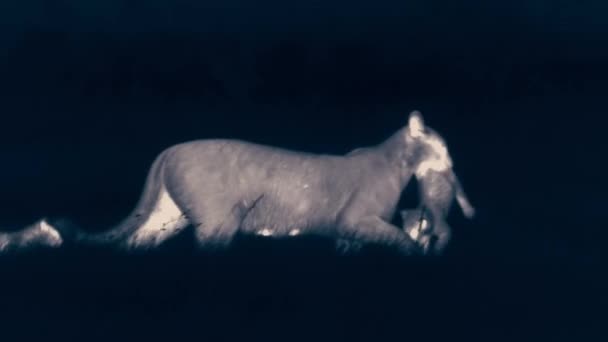 Madre Puma Porta Cucciolo Notte Nel Parco Nazionale Torres Del — Video Stock