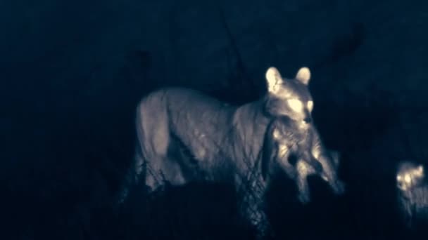 Moder Puma Bär Unge Natten Torres Del Paine National Park — Stockvideo