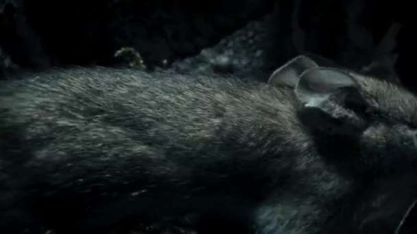 Zbliżenie Myszy Leśnej Szukającej Pożywienia Dnie Lasu Nocy Sezonie Zimowym — Wideo stockowe