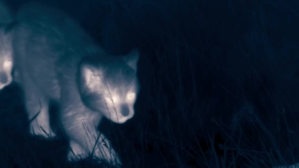 Puma Isst Nachts Einen Frischen Guanaco Torres Del Paine Nationalpark — Stockvideo