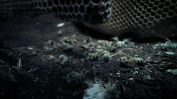 Zblízka Mnoho Mrtvých Včel Kolem Plástve Medu Uvnitř Stromové Dutiny — Stock video